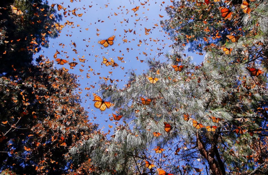 Mariposa Monarca, Mexico